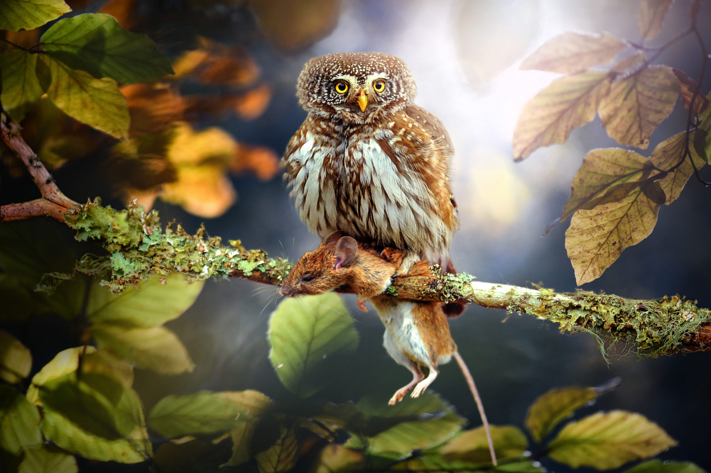 Eurasian pygmy owl