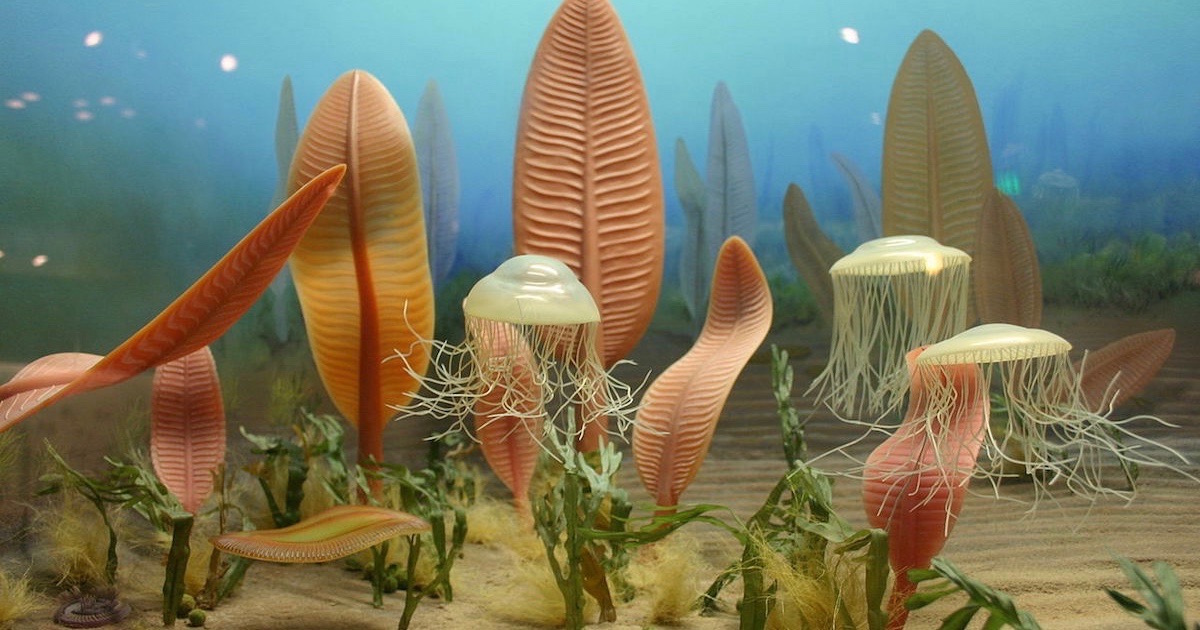 Cambrian explosion