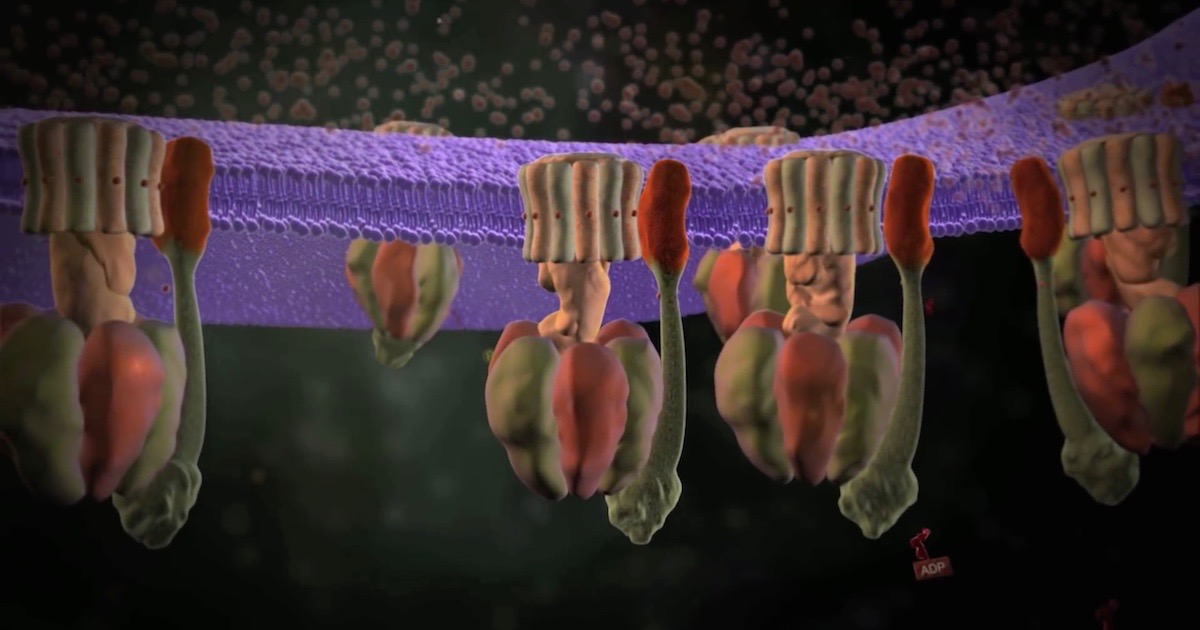 ATP synthase