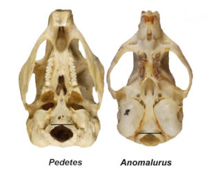 human skull