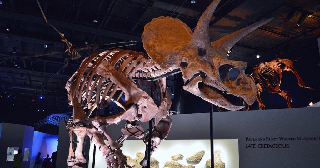 Triceratops