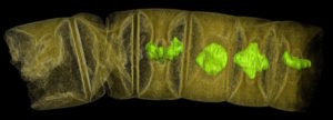 evolution of plant-like life
