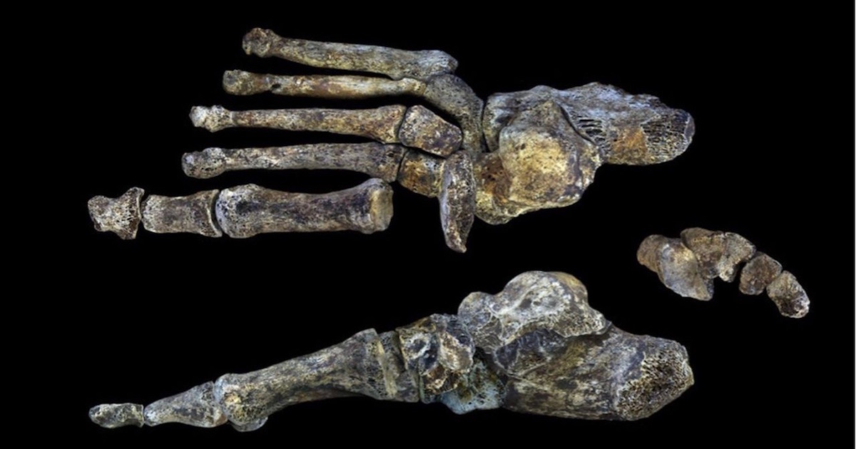 Homo naledi 