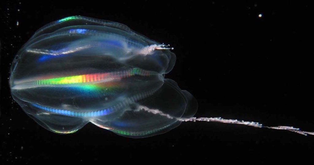 comb jelly