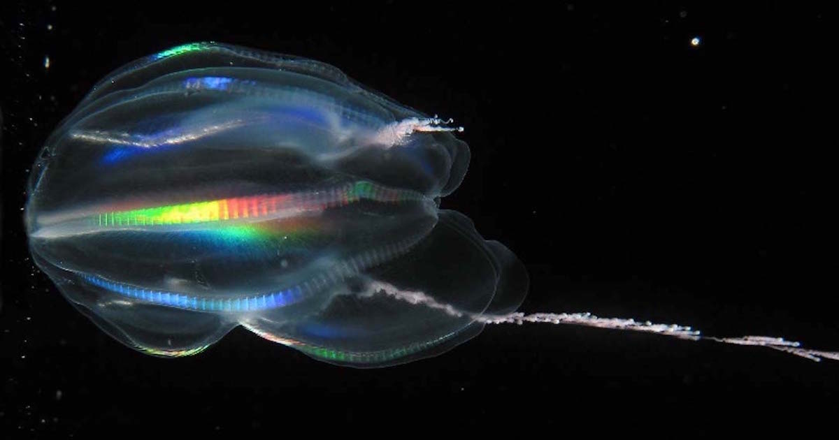 Cambrian