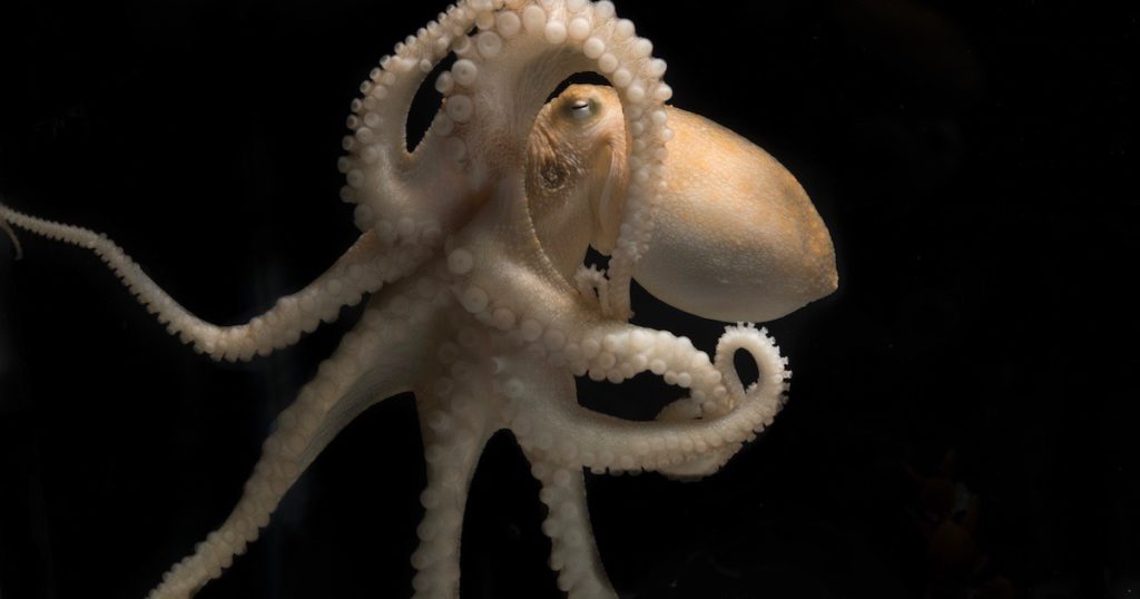 octopus