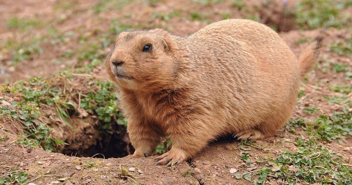 prairie dog