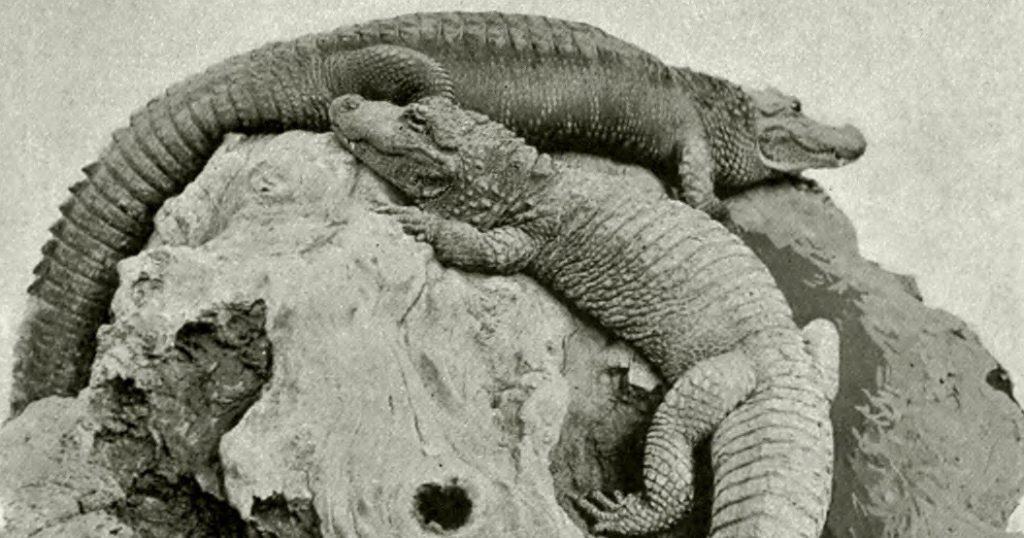 common ancestry