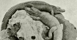 common ancestry