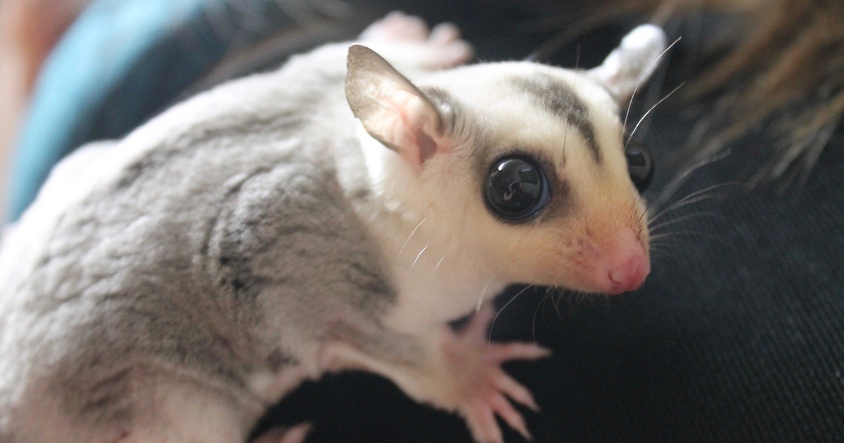 sugar glider convergence