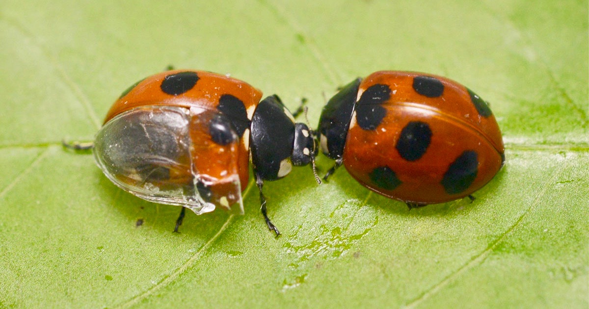 ladybugs
