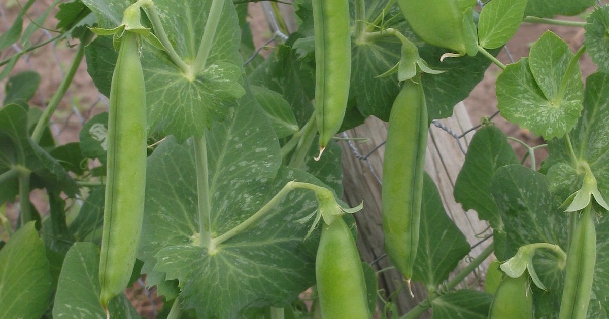 plants