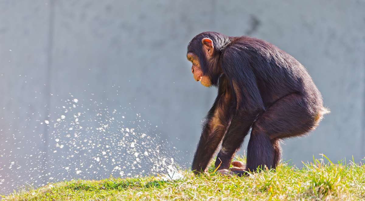 chimps
