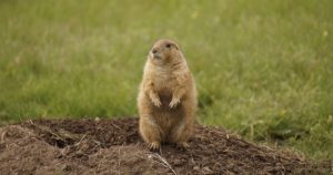 prairie dog