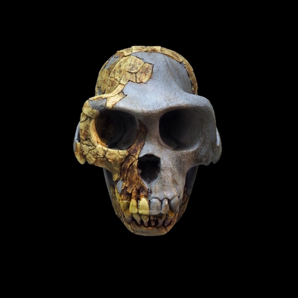 human origins