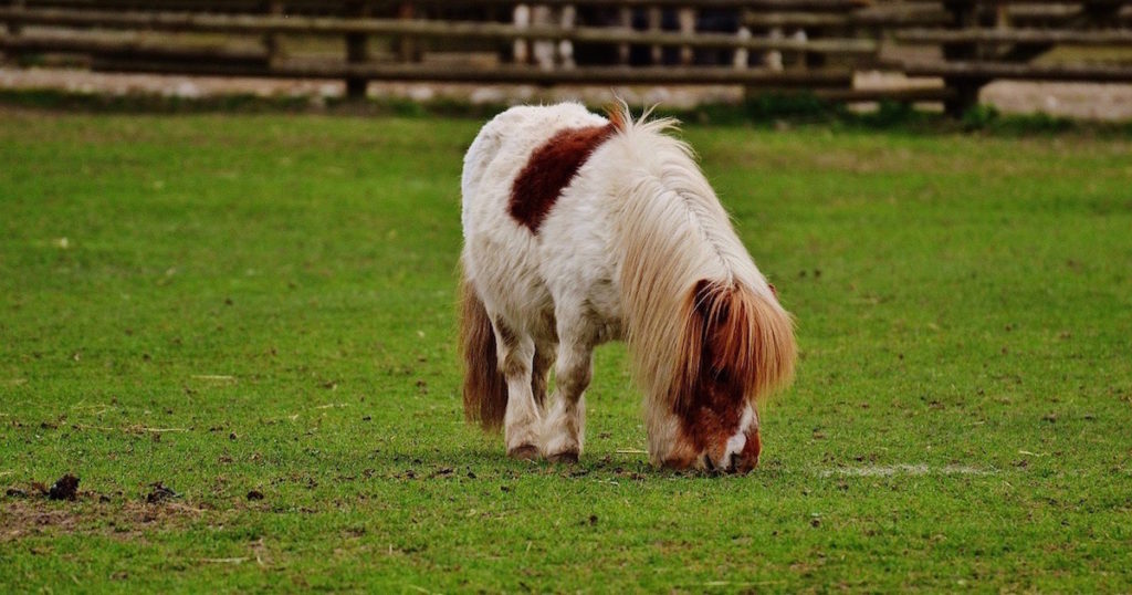 pony