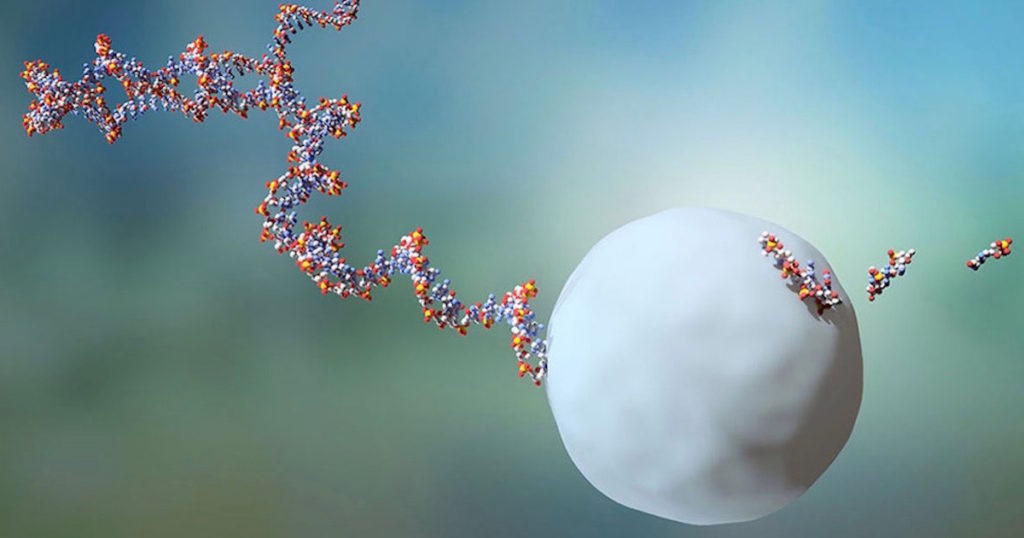 ribosomes