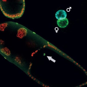 Epigenetic