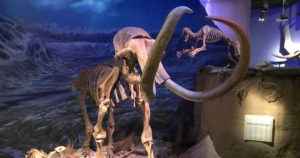 intelligent design
