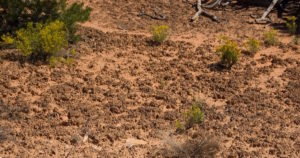 dirt
