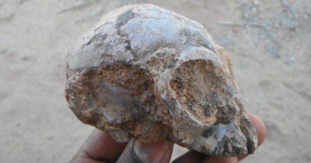 skull