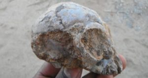 skull