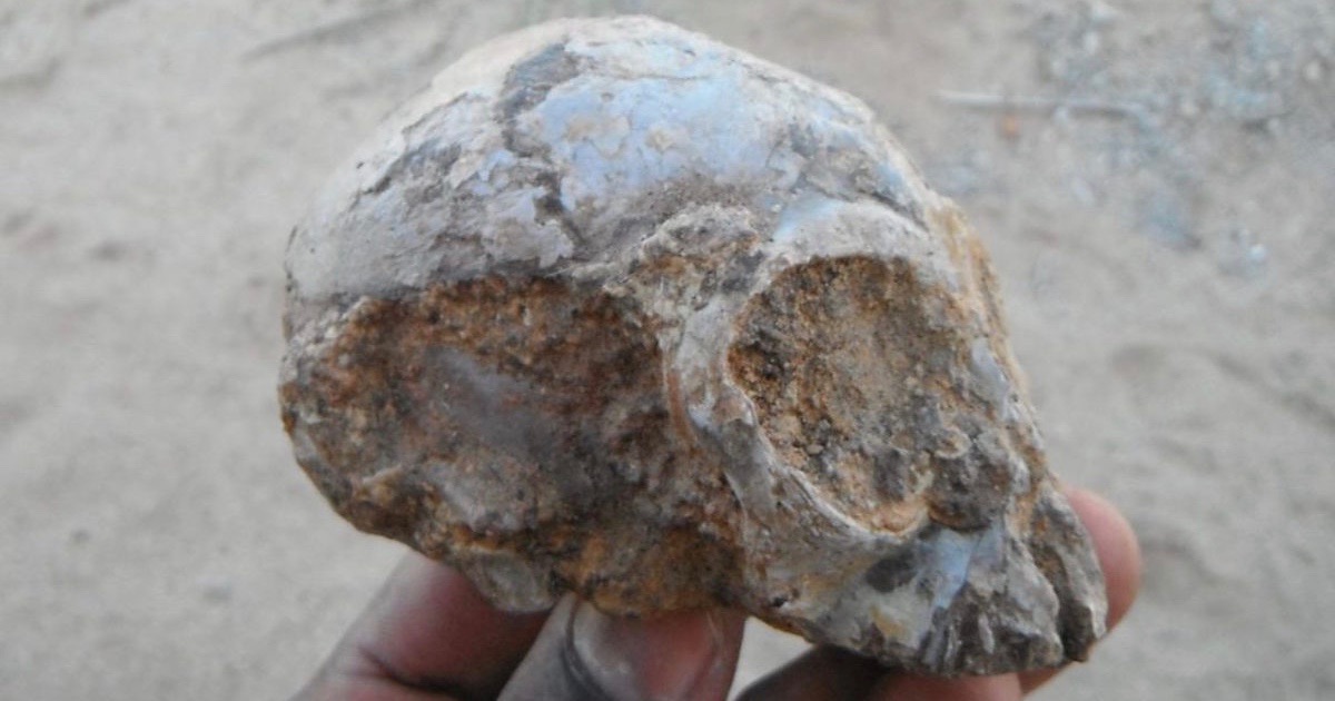 skull