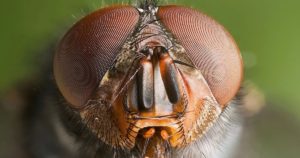 insect