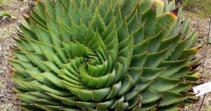 spiral