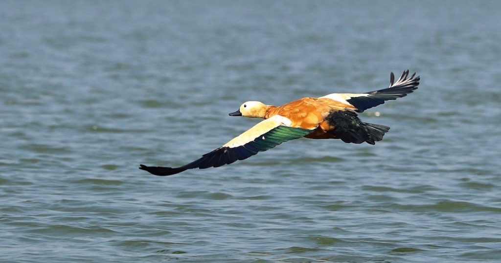 bird