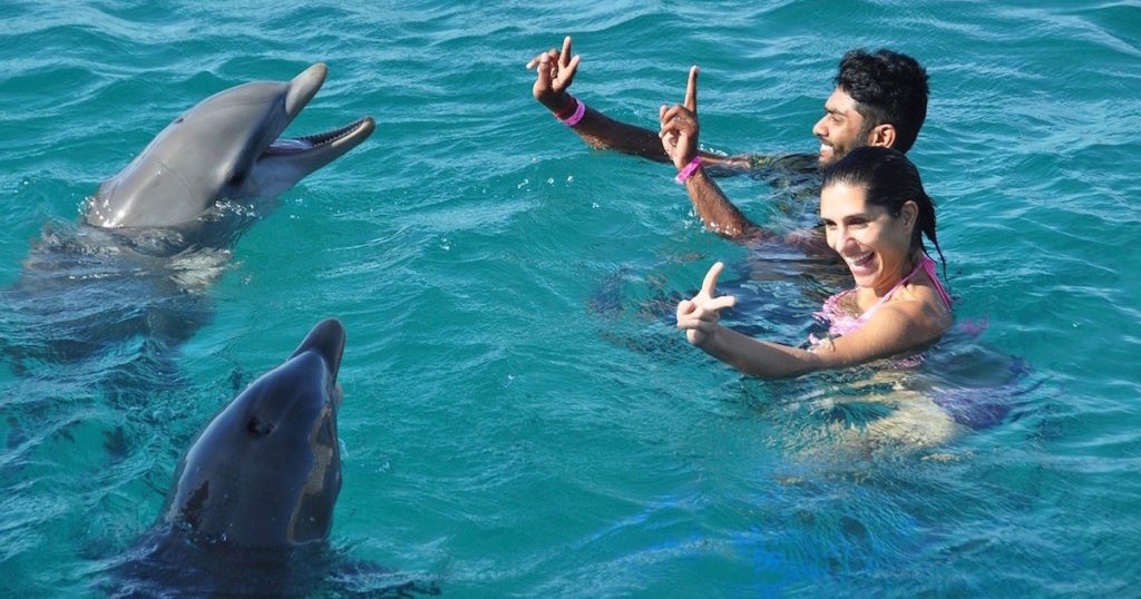 dolphins