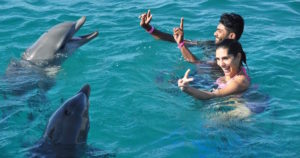 dolphins