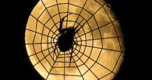 spider