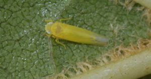 leafhopper