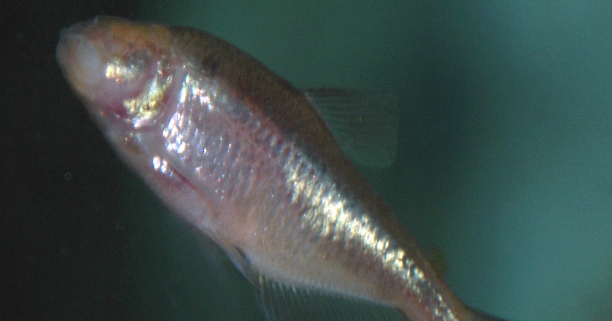 blind cave fish