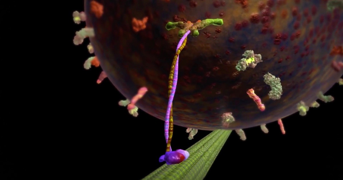 Motor Proteins