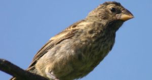 finches