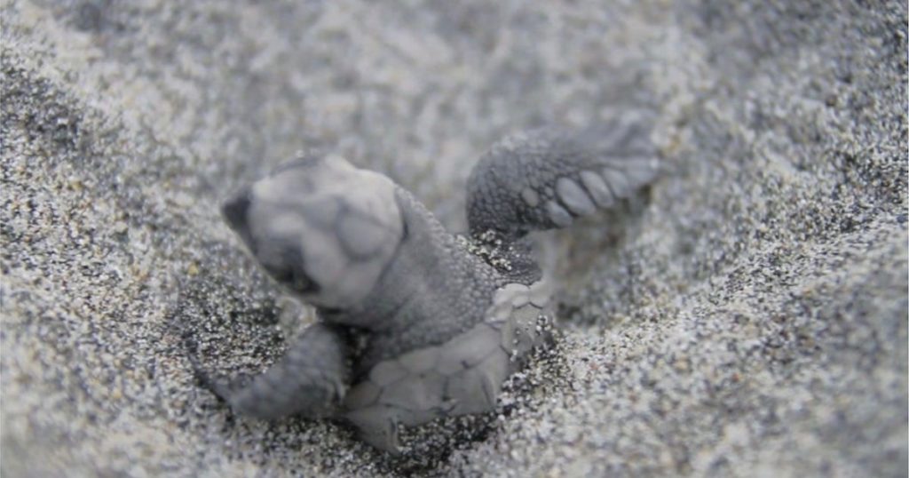 turtle