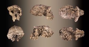 Sahelanthropus