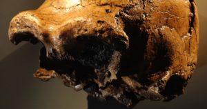 human origins