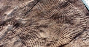 Cambrian explosion