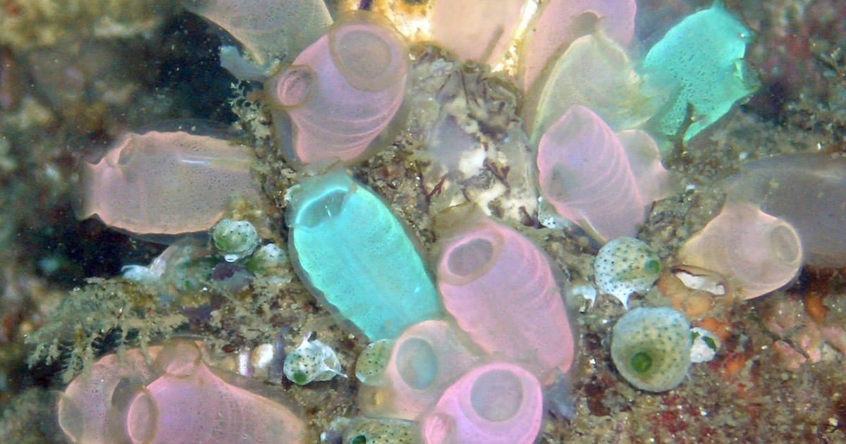 Whole Genome Duplication