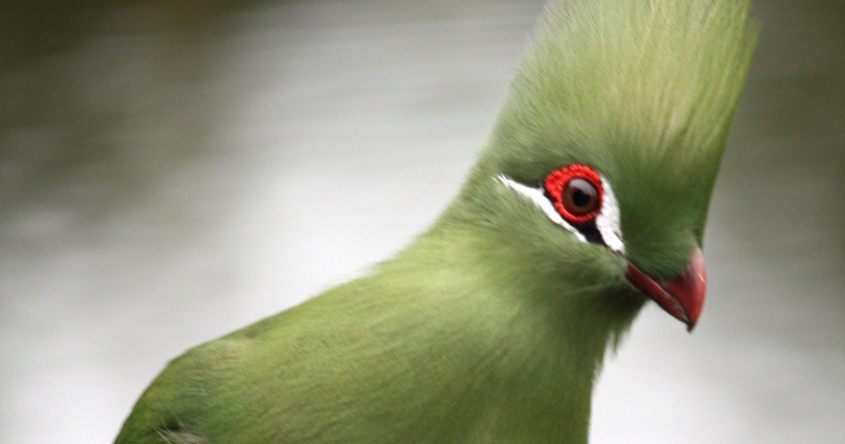 Turaco