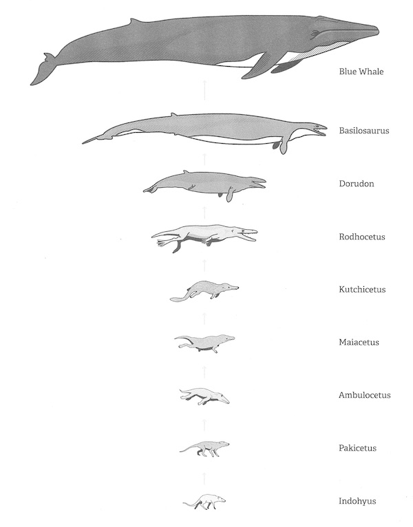 whales
