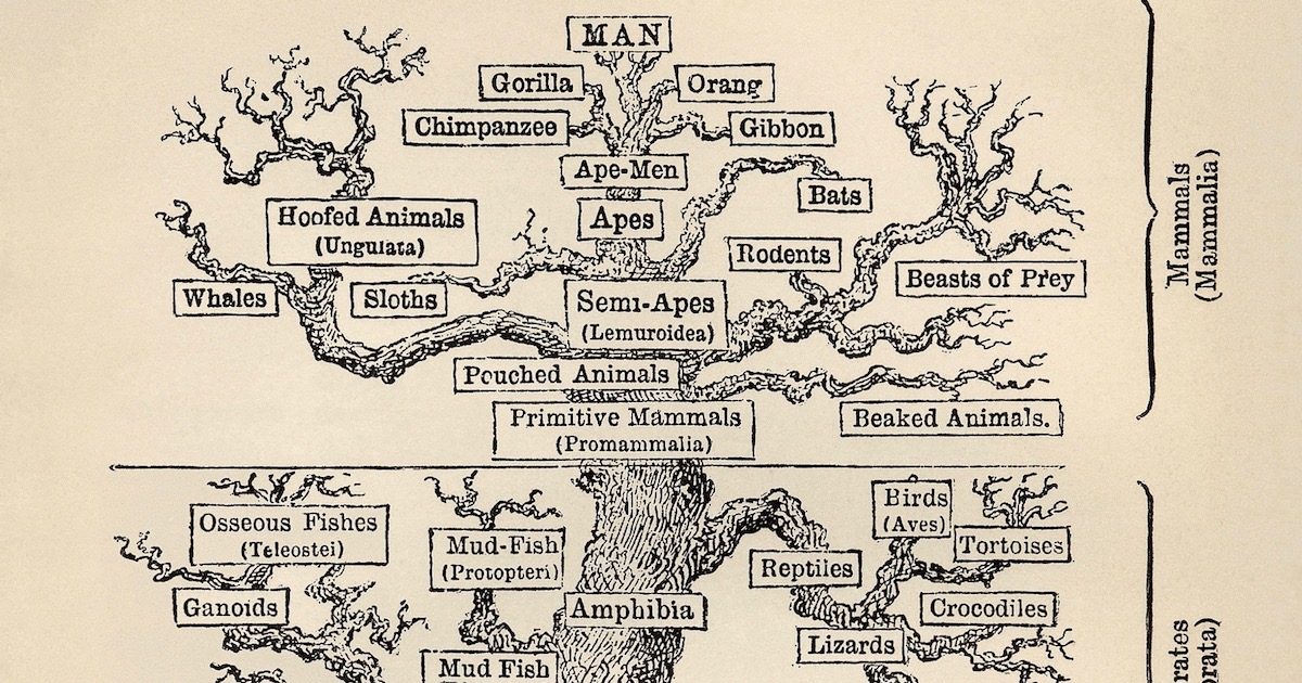 Common Ancestry