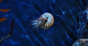Nautilus at S.E.A. Aquarium, Singapore