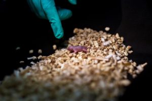 gene editing