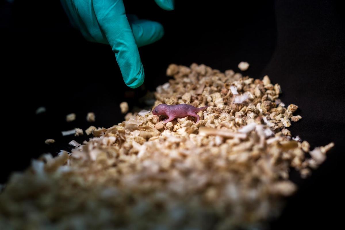 gene editing