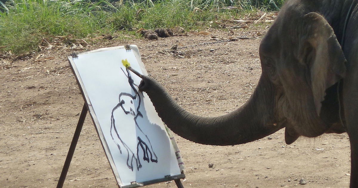 elephant rights