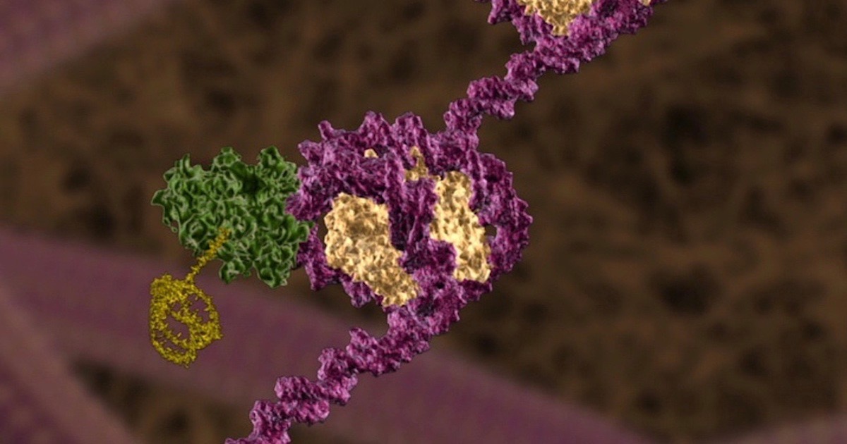 RNA